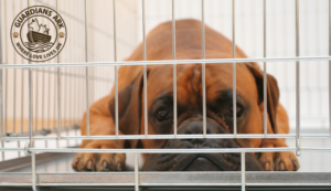 The Rising Crisis Facing Animal Shelters — And How We Can Help