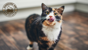 What Makes a Sanctuary Different from a Shelter?