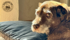What Happens to Senior Pets When They Enter Shelters?