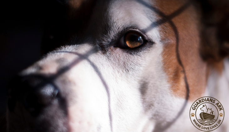 Why Leaving Your Pet to Family Isn’t Always the Safety Net You Think It Is